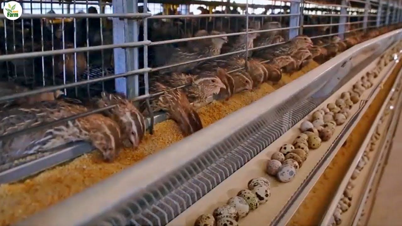 (ویدئو) فرآیند پرورش، جمع آوری 44 هزار تخم و بسته بندی گوشت بلدرچین در ایتالیا