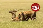 ببینید| حمله بی‌امان شاخ‌چنگی مادر به کفتار