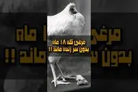 (ویدئو) باورنکردنی اما واقعی؛ این مرغ 18 ماه بدون سر زنده ماند