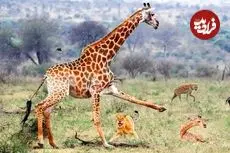 ببینید| تلاش زرافه مادر برای محافظت از بچه مرده اش در مقابل شیر، کفتار و شغال ها