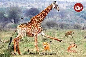 ببینید| تلاش زرافه مادر برای محافظت از بچه مرده اش در مقابل شیر، کفتار و شغال ها