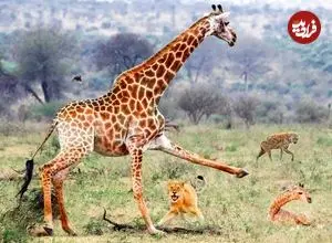 ببینید| تلاش زرافه مادر برای محافظت از بچه مرده اش در مقابل شیر، کفتار و شغال ها