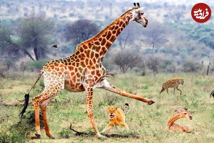 ببینید| تلاش زرافه مادر برای محافظت از بچه مرده اش در مقابل شیر، کفتار و شغال ها
