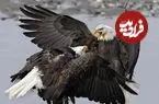 ببینید| تصاویری از نبرد خونین دو عقاب سرسفید