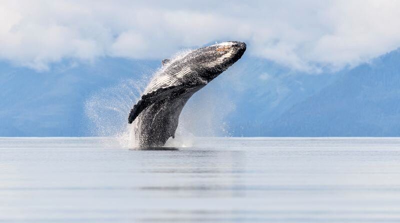 (ویدئو) پرش نهنگ بزرگ به بیرون آب از نمای نزدیک