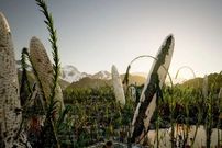 نخستین موجود غول‌پیکر ساکن خشکی احتمالا شکلی ناشناخته از حیات بوده است
