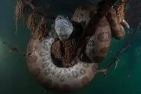 (ویدئو) تصاویری از بزرگترین آناکوندای جهان در برزیل!