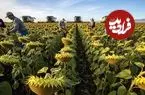 ببینید| مراحل کاشت و برداشت هزاران تن تخمه آفتابگردان و تولید روغن با آن
