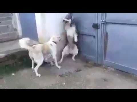 (ویدئو) رفتار مادرانه ماده سگ برای محفاظت از توله هایش در برابر سگ مزاحم