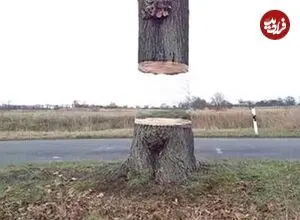 خلاقیت جالب هنرمندان آلمانی در خلق یک «درخت معلق در کنار جاده»