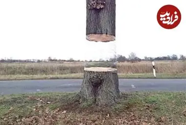 خلاقیت جالب هنرمندان آلمانی در خلق یک «درخت معلق در کنار جاده»