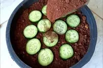 (ویدئو) روشی ساده و جالب برای کشت و برداشت خیار در گلدان خانگی و باغچه