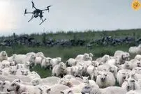 (ویدئو) یک چوپان با کوادکوپتر گوسفند را از چنگال گرگ نجات داد