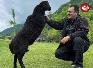 ببینید| غذای روستایی در آذربایجان؛ کباب بره با نان تنوری در طبیعت روستا