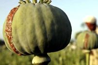 کشت قانونی خشخاش چه مزیتی دارد؟
