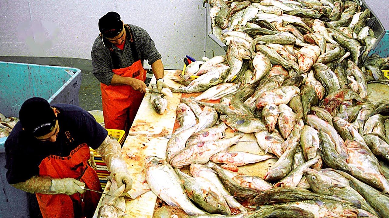 (ویدئو) صید و فرآوری ماهی و خرچنگ وسط دریا؛ برش و بسته بندی ماهی و خرچنگ در کشتی