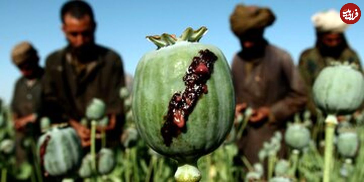 وفور تریاک در تاجیکستان!، ۲.۵ تُن مواد مواد مخدر کشف شد