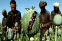 وفور تریاک در تاجیکستان!، ۲.۵ تُن مواد مواد مخدر کشف شد