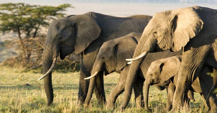 کشف علت مقاومت خارق‌العاده فیل‌ها در برابر ابتلا به سرطان