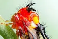 تصاویر؛ "شیطان شاخدار" در اکوادور دیده شد