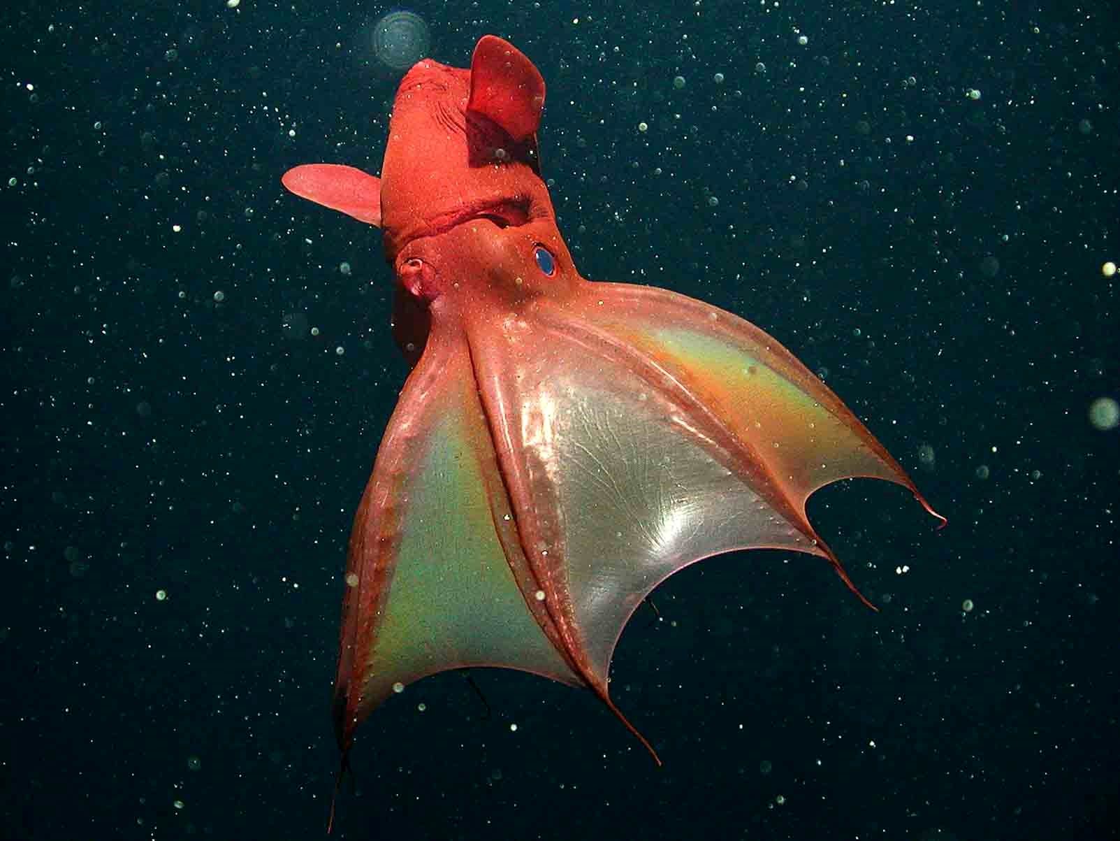 (عکس) چیزهایی که درباره مرکب ماهی خون آشام نمی‌دانید