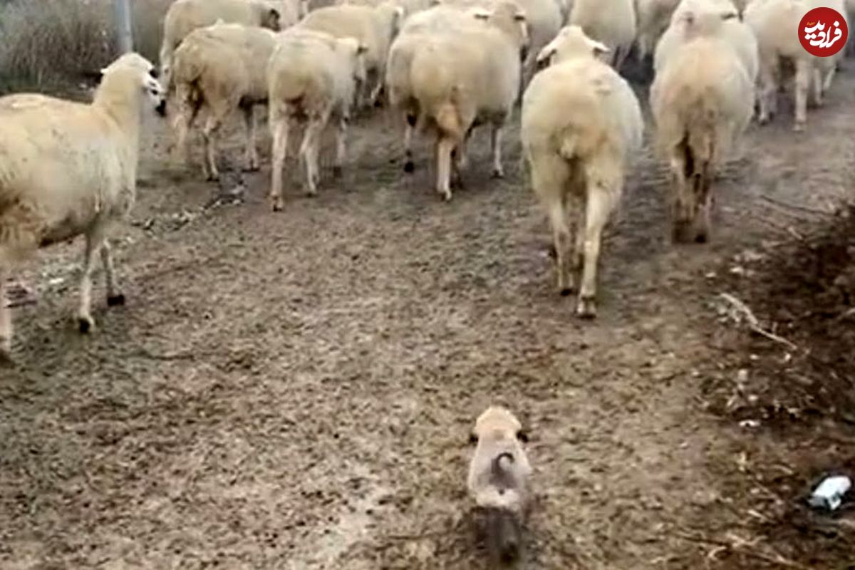 (ویدئو) سگ گله ای که گوسفندها قربان صدقه اش میروند!