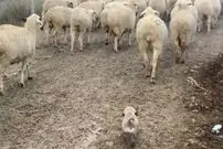 (ویدئو) سگ گله ای که گوسفندها قربان صدقه اش میروند!