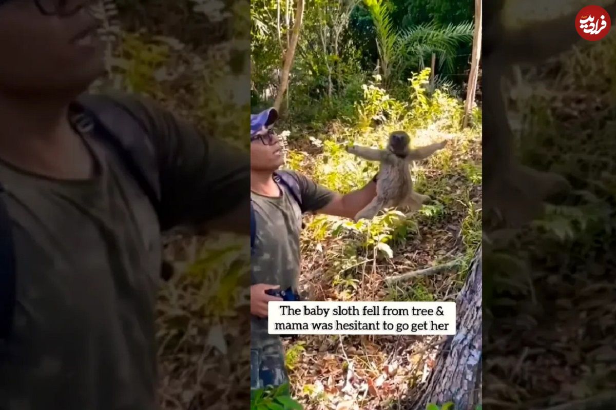 (ویدئو) واکنش احساسی تنبل ماده به عکاسی که بچه اش را پس داد!