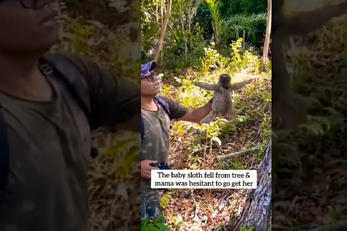 (ویدئو) واکنش احساسی تنبل ماده به عکاسی که بچه اش را پس داد!