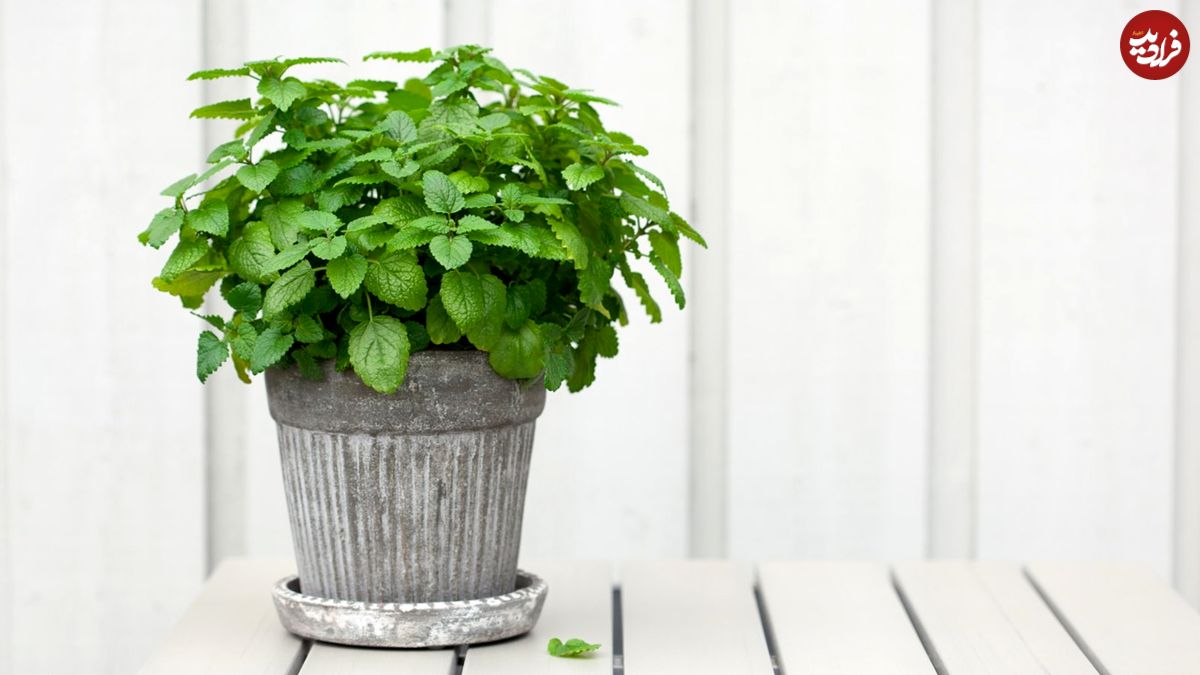 چگونه در منزل «نعناع» پرورش دهیم؟
