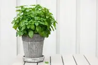 چگونه در منزل «نعناع» پرورش دهیم؟