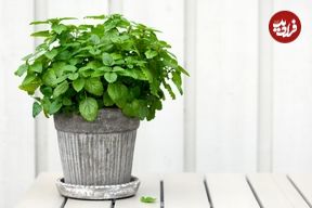 چگونه در منزل «نعناع» پرورش دهیم؟
