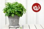 چگونه در منزل «نعناع» پرورش دهیم؟