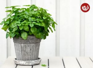 چگونه در منزل «نعناع» پرورش دهیم؟