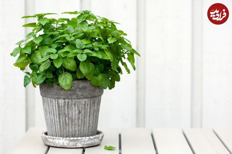 چگونه در منزل «نعناع» پرورش دهیم؟