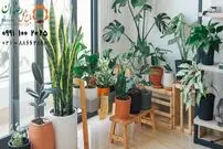 معرفی 15 گل آپارتمانی مقاوم