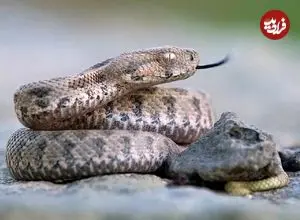 مارهای ترسناکی که مثل گرگ‌ شکار می‌کنند 