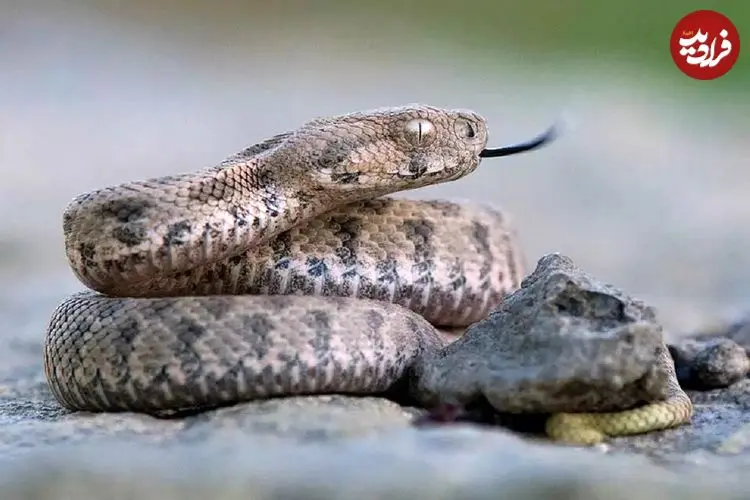 مارهای ترسناکی که مثل گرگ‌ شکار می‌کنند 