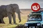 ببینید| تصادف مرگبار خودروی ون با یک فیل