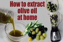 (ویدئو) روغن زیتون را به روش ساده این بانوی تونسی در خانه تهیه کنید