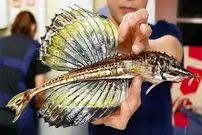 ببینید| غذای خیابانی در ژاپن؛ تهیه ساشیمی با اژدها ماهی در توکیو