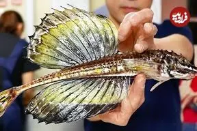 ببینید| غذای خیابانی در ژاپن؛ تهیه ساشیمی با اژدها ماهی در توکیو