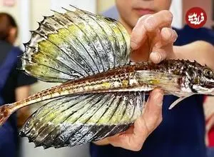 ببینید| غذای خیابانی در ژاپن؛ تهیه ساشیمی با اژدها ماهی در توکیو