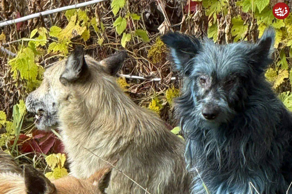 عکس؛ برخی سگهای چرنوبیل به رنگ آبی درآمدهاند