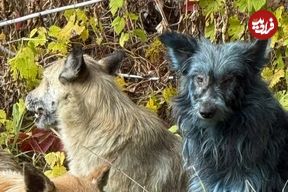 عکس؛ برخی سگ‌های چرنوبیل به رنگ آبی درآمده‌اند