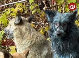 عکس؛ برخی سگهای چرنوبیل به رنگ آبی درآمدهاند