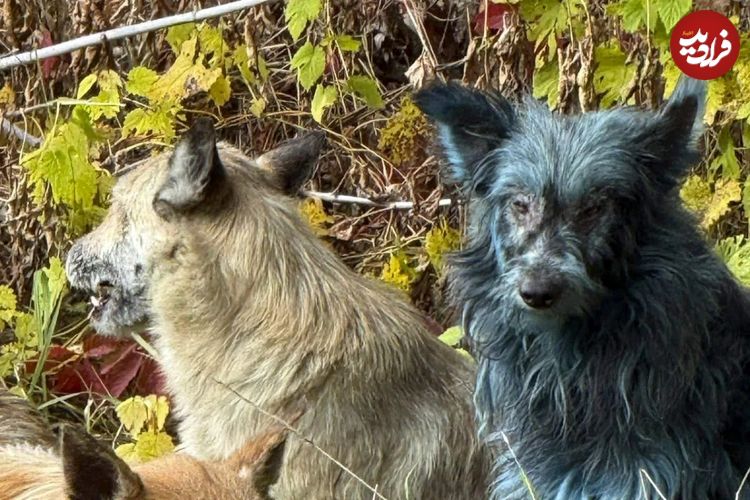 عکس؛ برخی سگهای چرنوبیل به رنگ آبی درآمدهاند