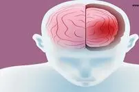 جلوی کوچک‌شدن مغزتان را بگیرید؛ ۴ ماده غذایی مفید برای حفظ سلامت و حجم مغز