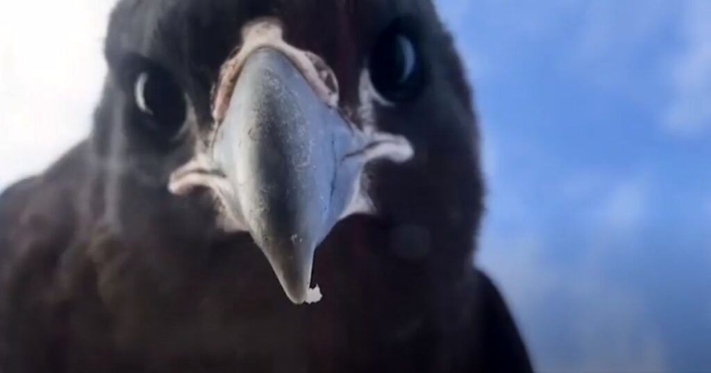 (ویدیو) تصاویری که نشان می دهد شاهین ها پرندگان بسیار باهوشی هستند 