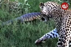 ببینید| وقتی «بزمجه» به «پلنگ» نشان می دهد که رئیس کیست!